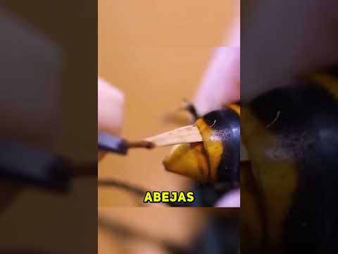 Qué le OCURRE a ESTA ABEJA? 🐝