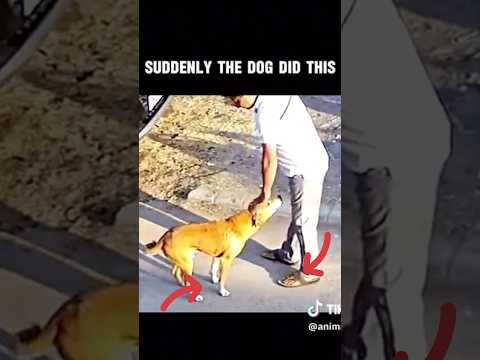 why dog attacked this man? 🙄 #dogpsychology