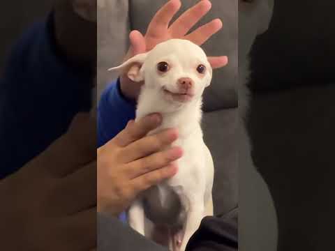 Dog funny #funny #dogs #dog #dogapparel #cute #fouryou #fyp