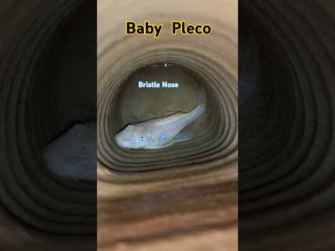 Bristlenose pleco குட்டி இப்படித்தான் இருக்கும்  😆😆
