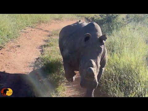 EPIC Rhino Charge! Rhino Attacks Safari Vehicle!