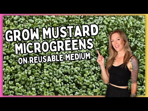 How to Grow Spicy Mustard Microgreens on Reusable Medium (Step-by-Step Guide)