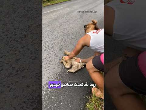 لا تلمس حيوان الكـــسلان 💀🙏❤️🩹