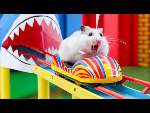 🌈 Hamster Maze with Colorful Traps 🐹 The Best Hamster Challenges 😱 #51