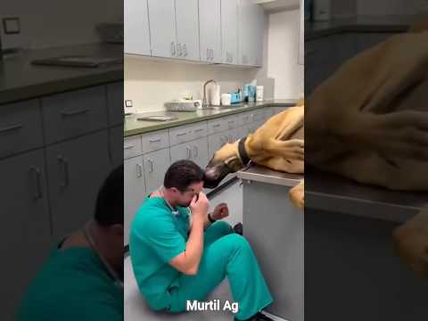 The Most Dramatic Patient Ever! ๐๐ถ #funny #animals #viral