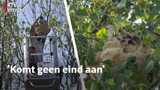 Nest van Aziatische hoornaar na 20 uur zoeken gevonden | RTV Utrecht