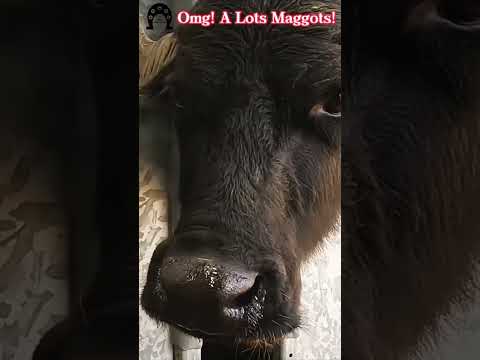 OMG! A lots Maggots #tiktok #fyp #viral #cow #hoof #hoofcare #hoofpicking #hoofcleaning #hooftriming