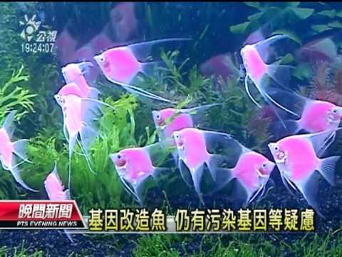 20121107 公視晚間新聞 最新觀賞魚種 螢光粉紅色搶眼 - YouTube