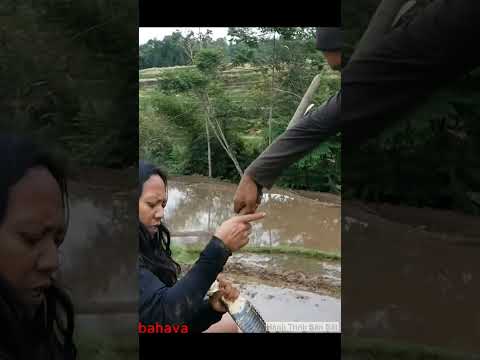 Thanh Niên Bị Rắn Hổ Mang Chúa Cắn