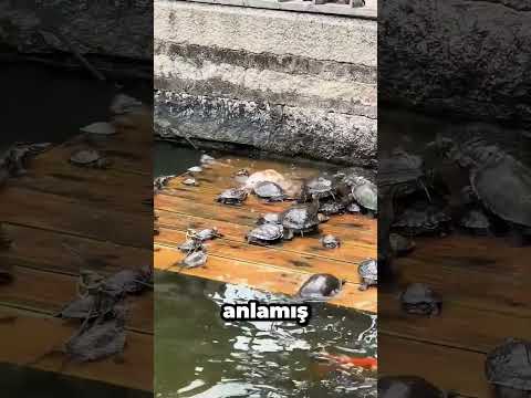 Balığın Kurtarıcıları Kaplumbağalar Oldu 😮