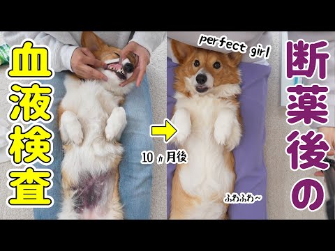 10ヵ月ぶりにふさふさのお腹を手に入れました！【血小板減少症＋溶血性貧血】