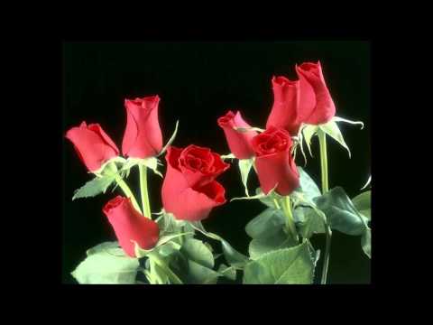 Wild Rose -  H.Werner - Pan Flute  我的排笛習奏 野玫瑰 - YouTube