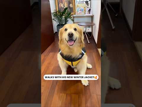 New Winter Jacket ❄️ #dogproducts #petproducts #dogowners #catowners #petowners