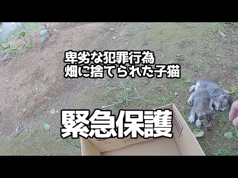【緊急仔猫保護】畑に捨てられた直後の子猫を保護＃猫＃cat