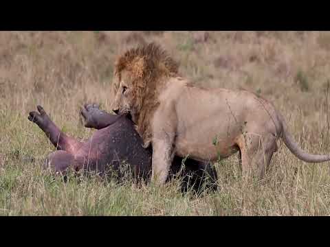 Watch a Lion Take Down a Hippo in This Unbelievable Hunt!