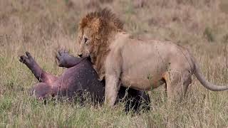 Watch a Lion Take Down a Hippo in This Unbelievable Hunt!