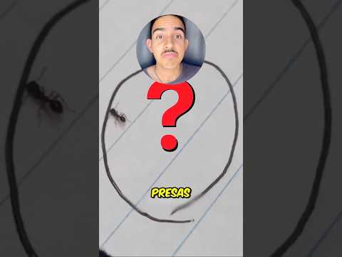 POR QUE AS FORMIGAS FICAM PRESAS NO CÍRCULO 😨😱