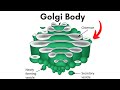 Understanding the Golgi Apparatus