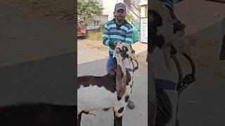 Jamunapari Male Breeder 18/8 Long Ears 👍♥️