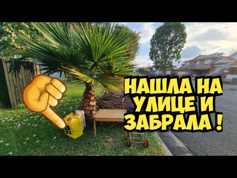 #6 Под пальмой нашла жёлтый пакет! Открыла и чуть не упала! Брендовые вещи на свалке 15.12