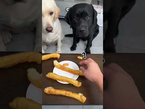 Dog: Isn’t it a little inappropriate for you to divide it like this? Pet debut plan, the 🧸 P107