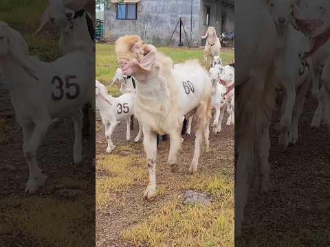 Nazara Dekho 😍❤️ #bakraeid #bakraeid2024 #bakraeidspecial #bakra #goats #trending #biggoats