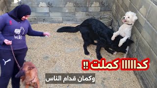 من حمام سباحة لقفص #كلاب. فكره #بمليون جنيه. عملنا #ملعب صغير للكلاب !! 