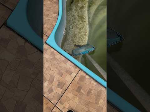 Limpando a piscina com bicho e algas #satisfy #limpeza #fy #satisfying #piscinas #pool #satisfatorio