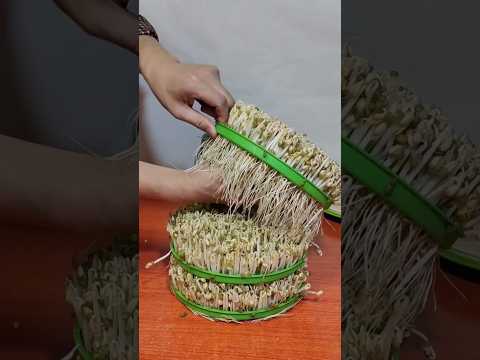 Chinese children are fed sprouted mung beans. || #shortsvideo #shortsfeed