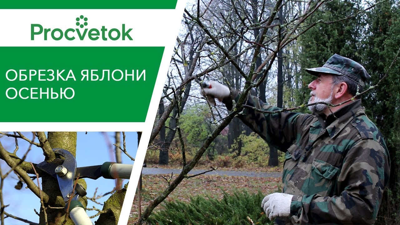 Обрезка яблони осенью. Мастер-класс по обрезке от дендролога