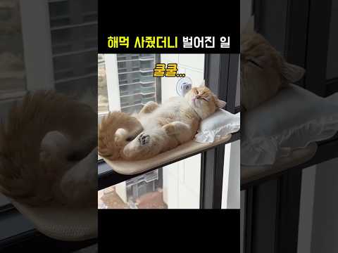 냥냥이에게 해먹 사줬더니 벌어진 일