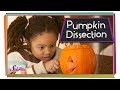 Pumpkin Anatomy and Seed Dispersal