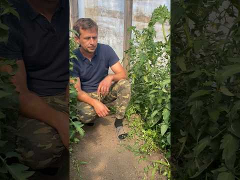 Когда ломаю лист на томате #марьянская #парадайз #теплица #краснодар #Атарбекова3
