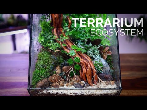 How to build a Closed Terrarium Ecosystem