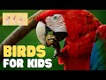 Bird Characteristics and Abilities