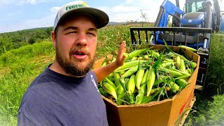 The REAL side of vegetable farming