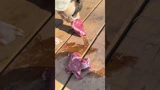 Previously Starved Rescue Dog Eats Filet Mignon