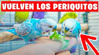VUELVE EL CONTENIDO DE PERIQUITOS AL CANAL