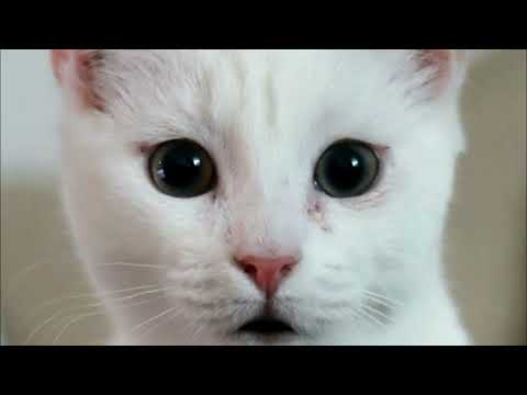 KUCING SHOLAWAT SHOLALLAH ALA MUHAMMAD | Kucing Shalawat