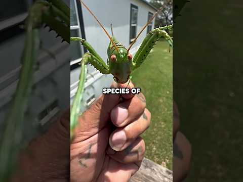 Grasshoppers Are Evolving