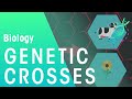 Genetics and Inheritance Concepts