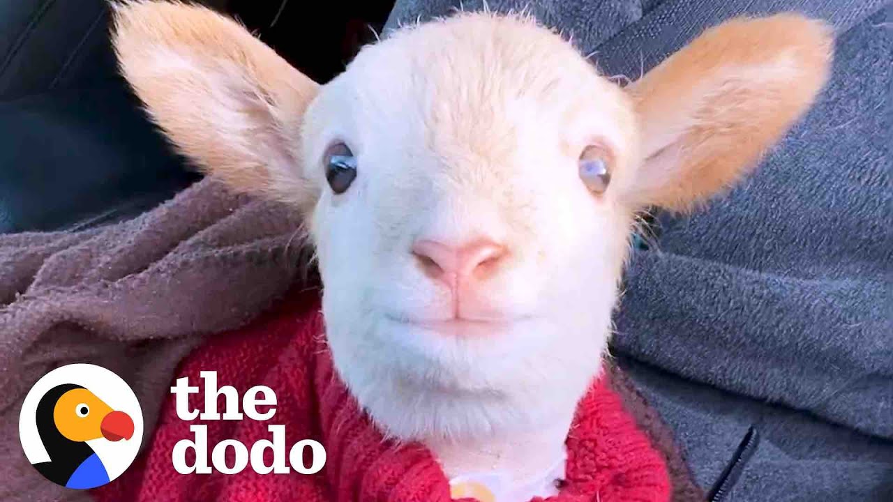 Lamb Is Obsessed With His Mom’s Coworker Little But Fierce