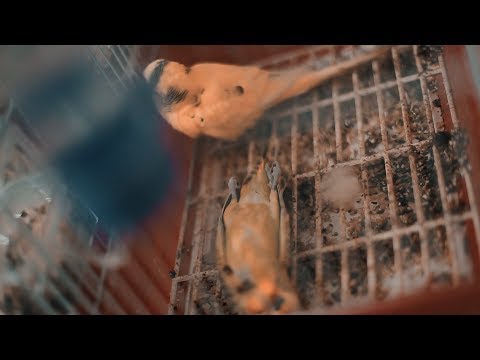 TFLOW - HANA MCHIT - Prod By SWE CAPE