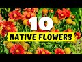Native Plants and Their Characteristics