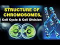 DNA Structure and Function Concepts