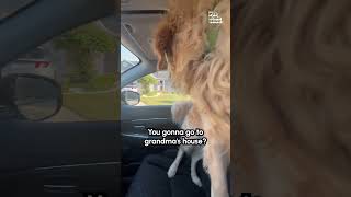 Excited Golden Retriever Sprints to Grandma's House! 🏡