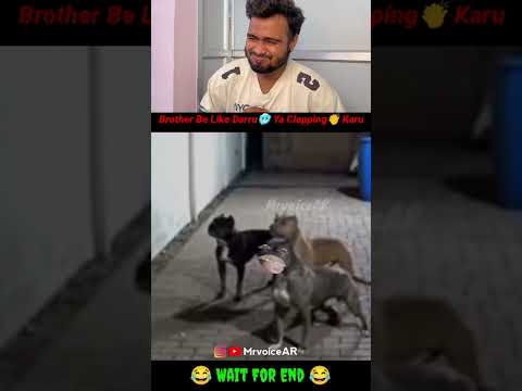 Try to donโt laughing 8 #funnyanimal #funnyanimals #cuteanimals #animals #funnything