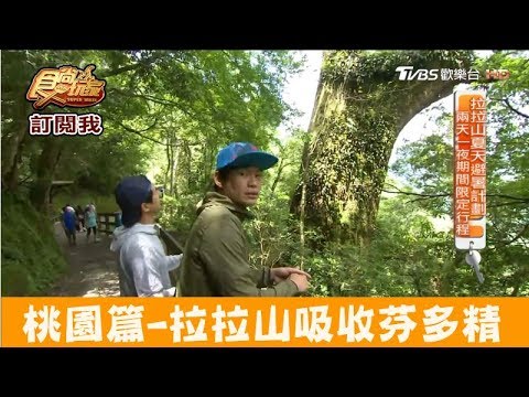 【桃園】避暑首選！拉拉山看神木吸收芬多精 食尚玩家