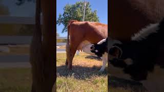 Mama Cow Rescued Finally Gets to Raise Her Babies