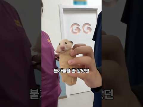 꽃게도 CT를 찍는다고요? 수의사들이 말하는 현실